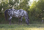 knabstrup horse in summer