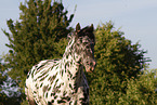 knabstrup horse in summer