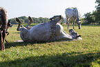 knabstrup horses