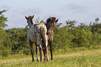 knabstrup horse foals