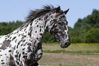 knabstrup horse in summer
