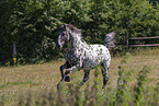 knabstrup horse in summer