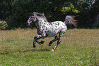knabstrup horse in summer