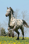 knabstrup stallion