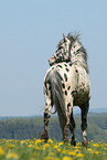 knabstrup stallion