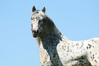knabstrup stallion