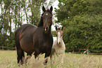 knabstrup horses