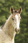 knabstrup foal
