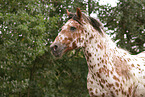 knabstrup stallion