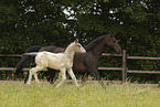 knabstrup horses