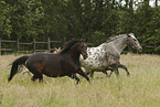 knabstrup horses
