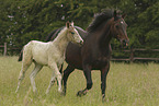 knabstrup horses
