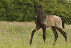knabstrup foal