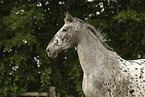 knabstrup mare
