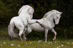 knabstrup stallions