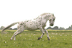 knabstrup stallion