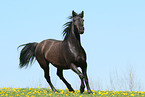 knabstrup mare
