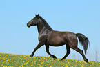 knabstrup mare