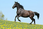 knabstrup mare