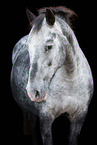knabstrup mare