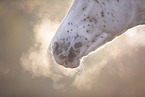 knabstrup mare