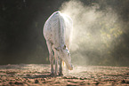 knabstrup mare
