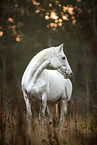 knabstrup mare