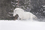 knabstrup horse
