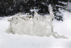 knabstrup horse