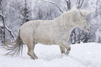 knabstrup horse