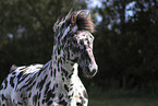 knabstrup horse