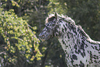 knabstrup horse