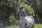 knabstrup horse