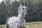 knabstrup horse
