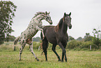 knabstrup horse