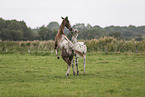 knabstrup horse