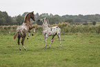knabstrup horse