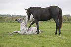 knabstrup horse