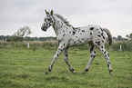 knabstrup horse