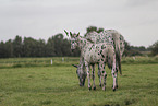 knabstrup horse