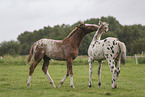knabstrup horse