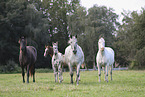 knabstrup horse