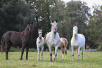 knabstrup horse