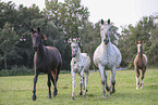 knabstrup horse