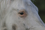 knabstrup horse