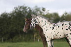 knabstrup horse