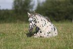 knabstrup horse