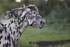 knabstrup horse