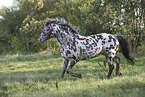 knabstrup horse