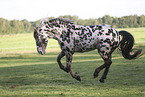 knabstrup horse